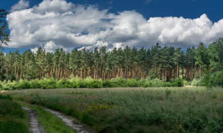 Leśne szlaki rowerowe