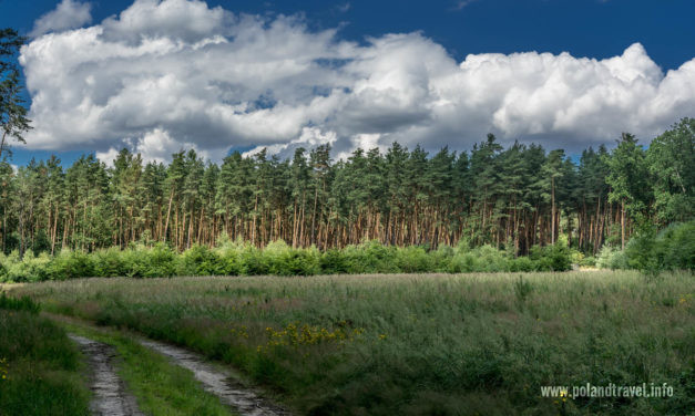 Leśne szlaki rowerowe