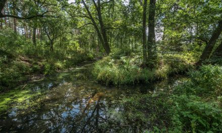 Historie wołowskie cz2
